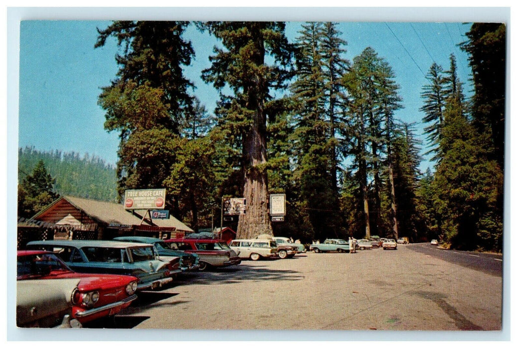 World Famous Tree House Cafe Old Cars Redwood Highway California CA Postcard