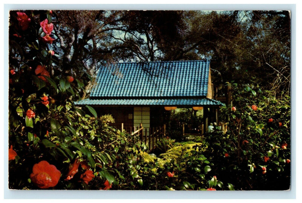 Lovely Descanso Gardens Blooming Flowers La Canada California CA Postcard