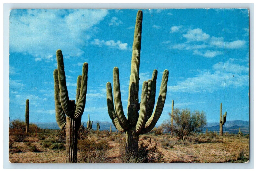 1963 Saguaro Cactus Stand In The Desert Phoenix Arizona AZ Vintage Postcard