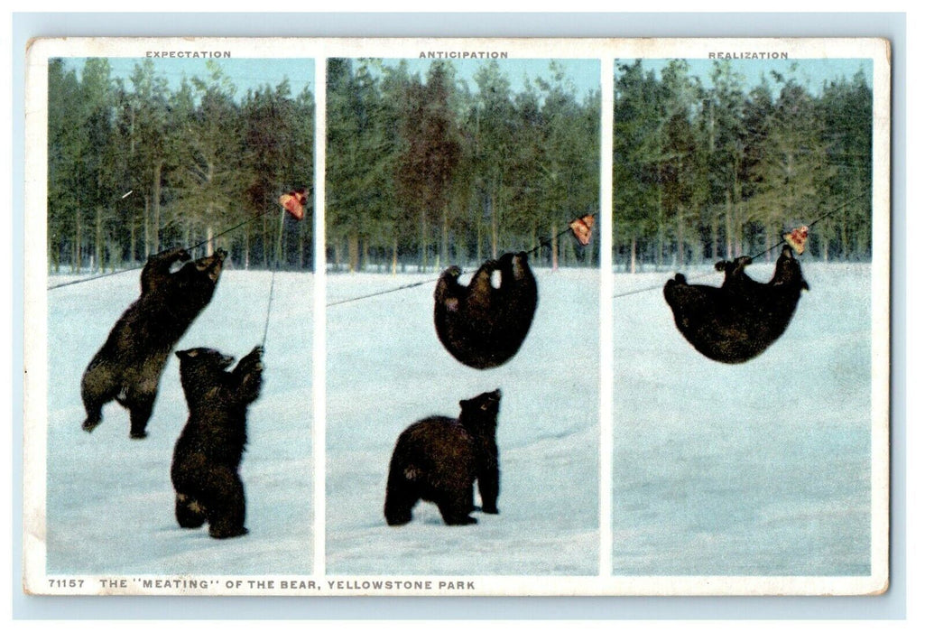 The Meating Of The Bear Yellowstone National Park Wyoming WY Phostint Postcard