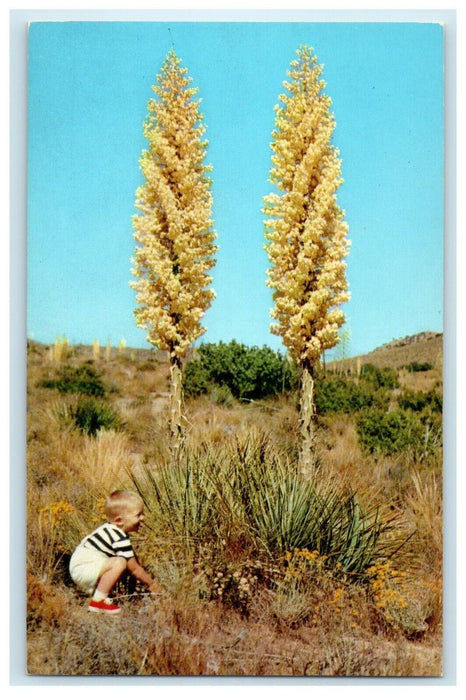 Yucca In Bloom Unusual Plant In Foothills Canyons Toddler California CA Postcard