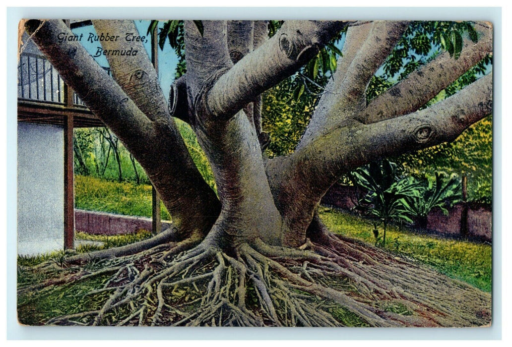 1949 Hamilton Bermuda Giant Rubber Tree Posted Vintage Postcard