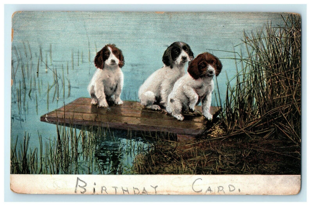 1907 Spaniel Dogs Puppies Birthday Card Lake Puppies Swimming Postcard