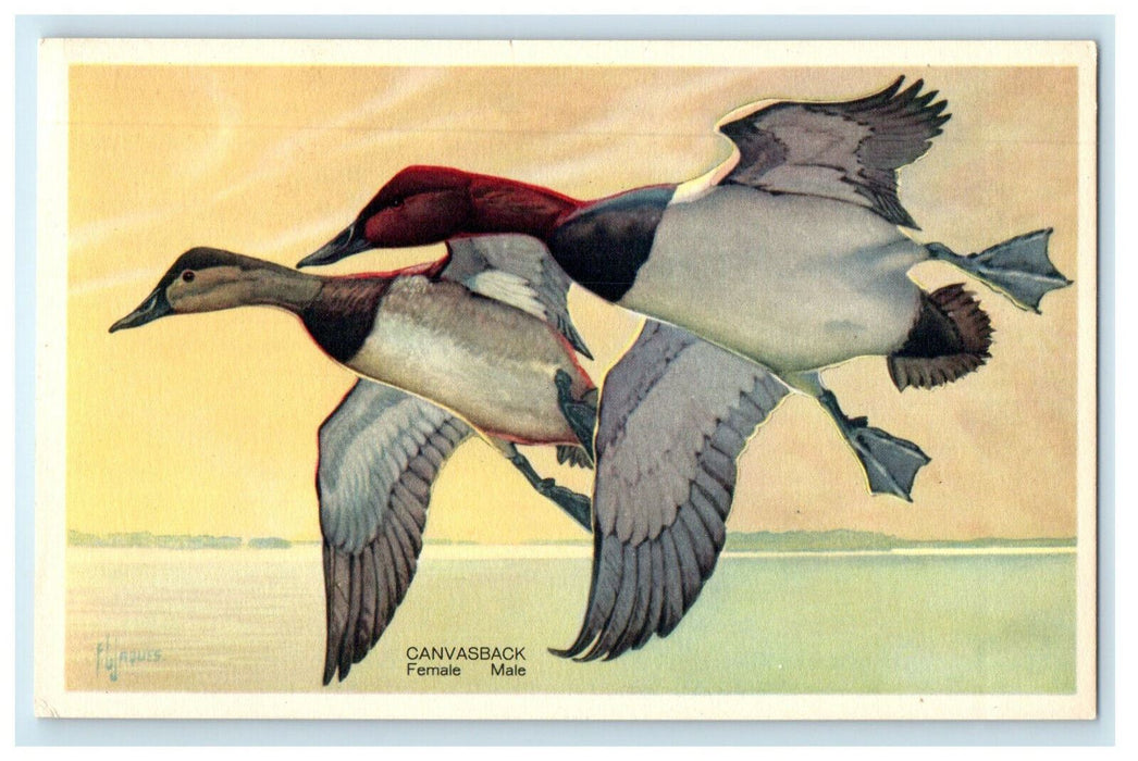 1939  Canvasback Ducks Birds American Wildlife Series #9 Unposted Postcard