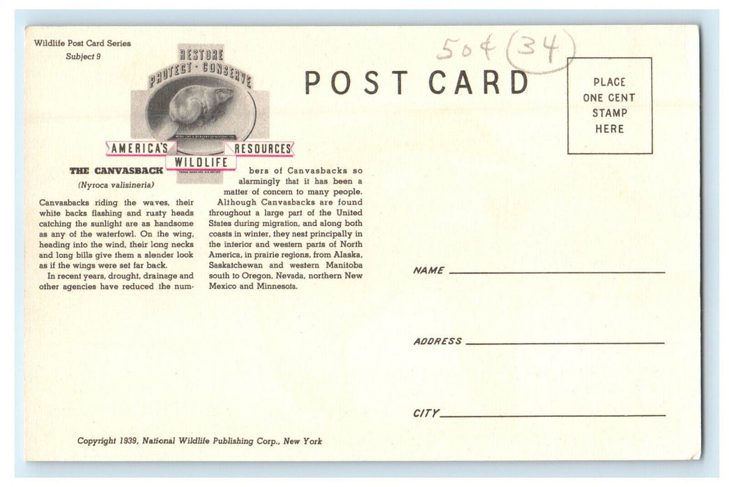 1939  Canvasback Ducks Birds American Wildlife Series #9 Unposted Postcard
