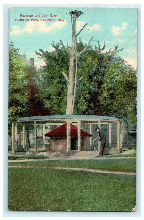 Circa 1910 - Raccoons Yoctangee Park Chillicothe Ohio Vintage Antique Postcard