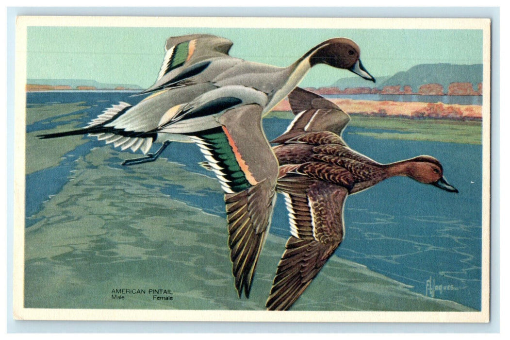 1939 American Pintail Ducks Birds Wildlife Series Unposted #13 Art Postcard