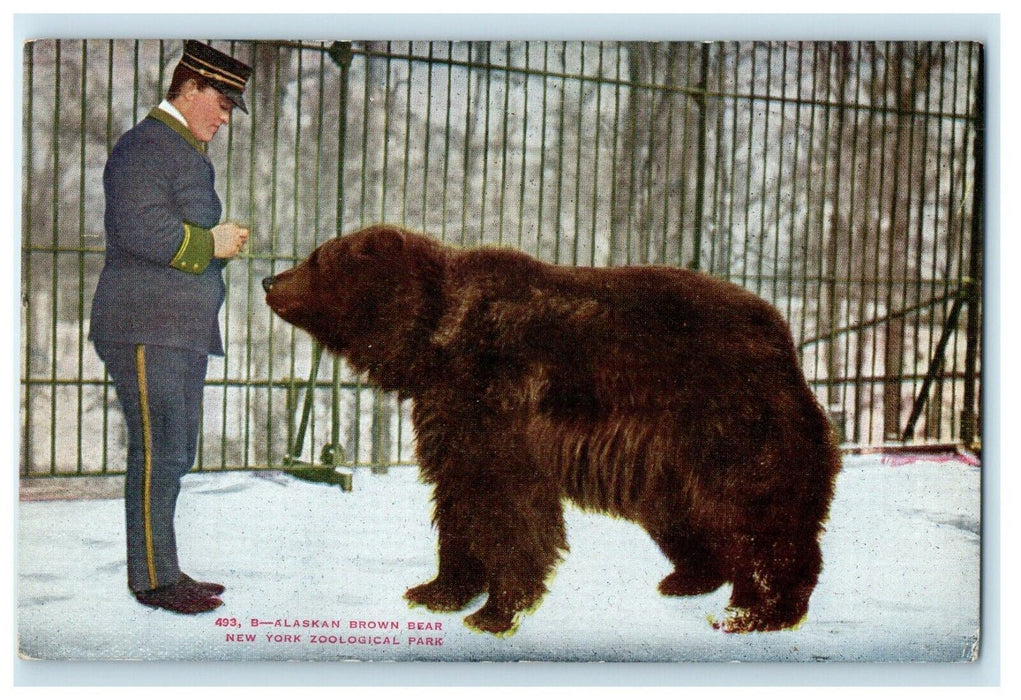 c1910's Alaskan Brown Bear New York Zoological Park Antique Postcard
