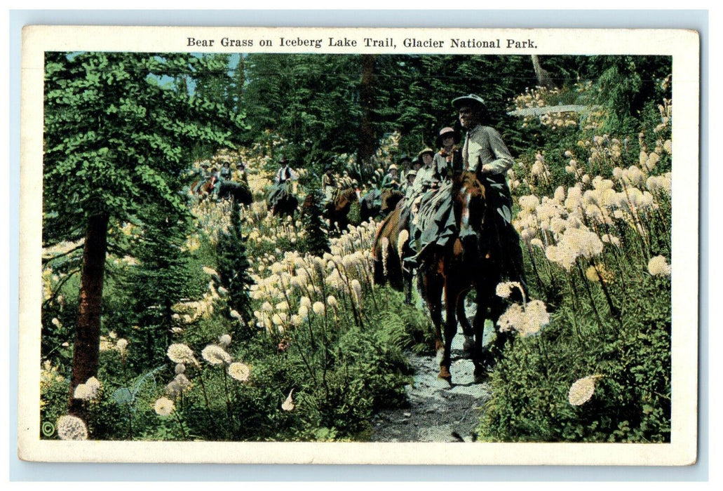 c1920s Bear Grass on Iceberg Lake Trail, Glacier National Park Postcard