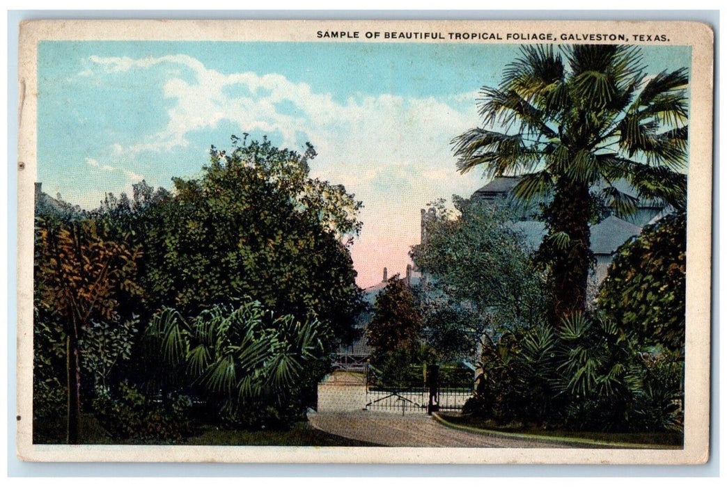 1919 Sample Of Beautiful Tropical Foliage Entrance Galveston Texas TX Postcard