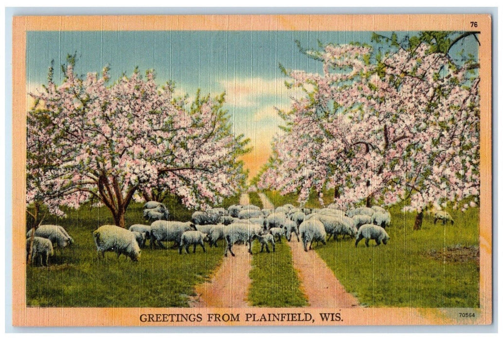 c1930's Greetings From Plainfield Wisconsin WI, Sheep Blossom Tree View Postcard