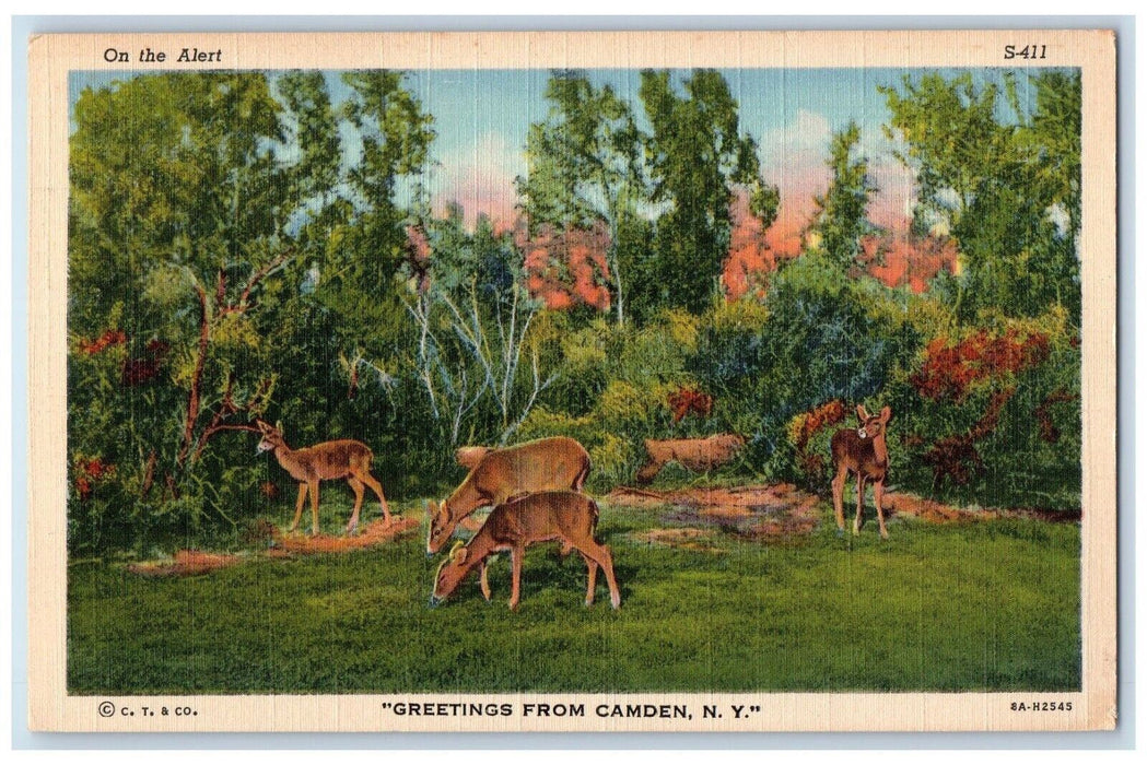c1930's Greetings From Camdem New York NY, Deer In Forest View Postcard