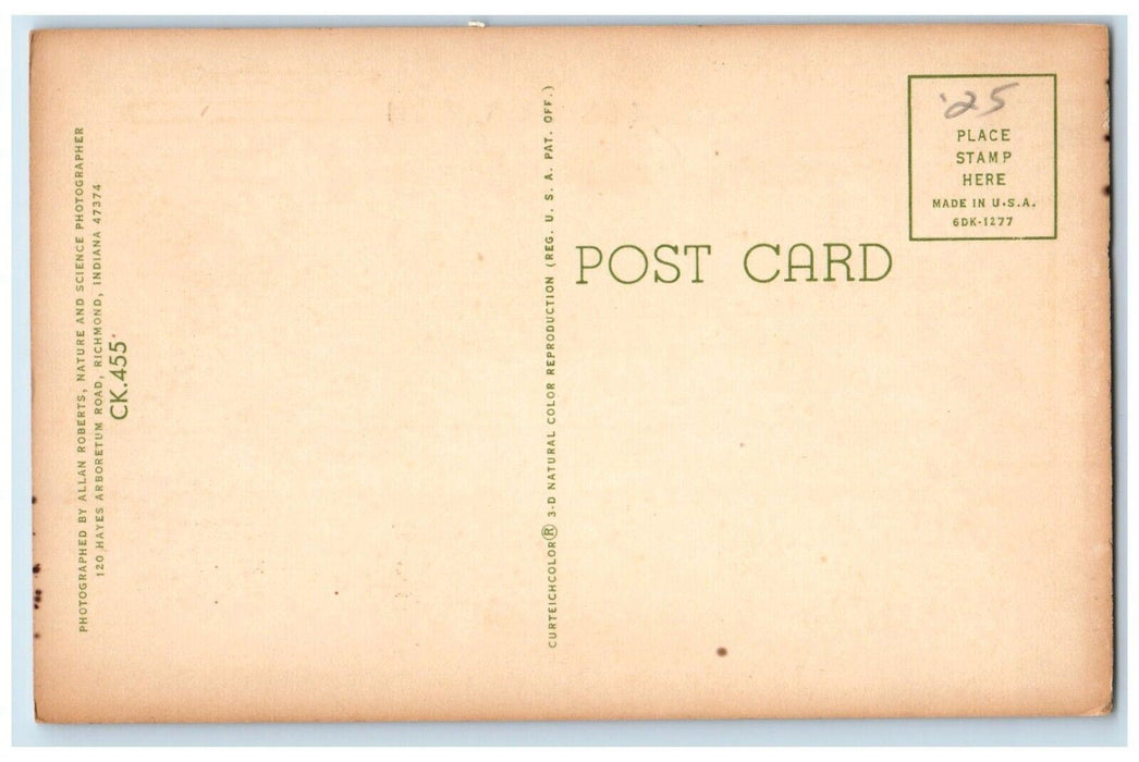 c1930's A Bunch Of Stinkers Skunks Benzonia Michigan MI Vintage Postcard