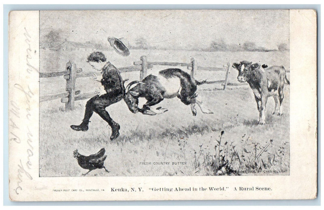 1907 Animals "Getting Ahead in the World" Rural Scene Keuka NY Postcard