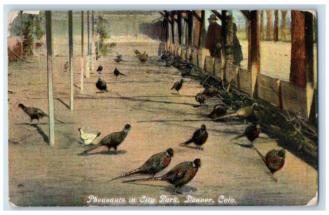 1910 View Of Pheasant In City Park Denver Colorado CO Posted Antique Postcard