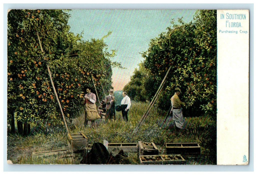 1908 Purchasing Crop In Southern Florida, Rockledge Florida Tuck Postcard