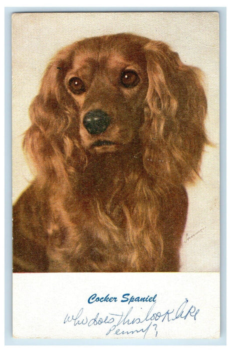 c1910's Cute American Cocker Dog Spaniel Portrait Unposted Antique Postcard
