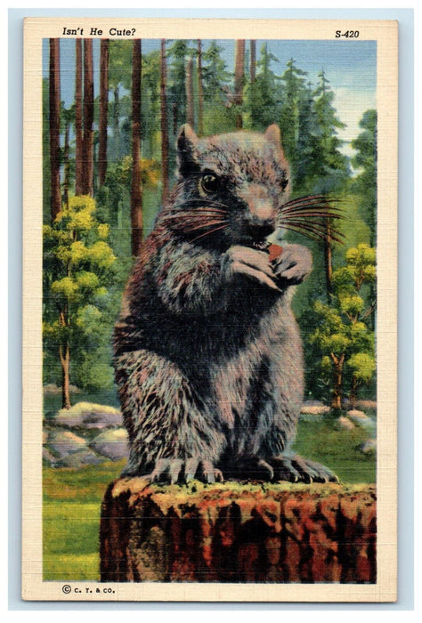 c1940s Isnt He Cute? CT Animal Scene 10 Subjects Unposted Postcard