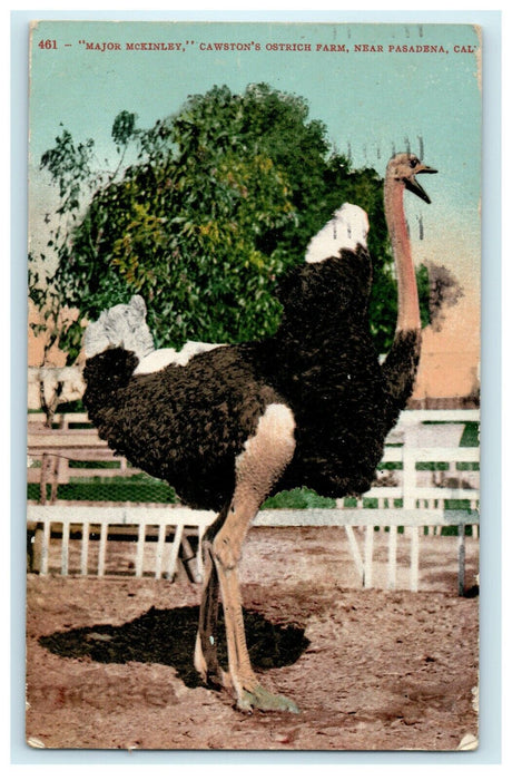 1909 Major Mckinley Cawston's Ostrich Farm Near Pasadena Los Angeles CA Postcard