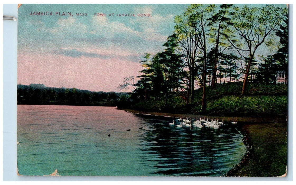 c1910 Fowl at Jamaica Pond Jamaica Plain Massachusetts MA Posted Postcard