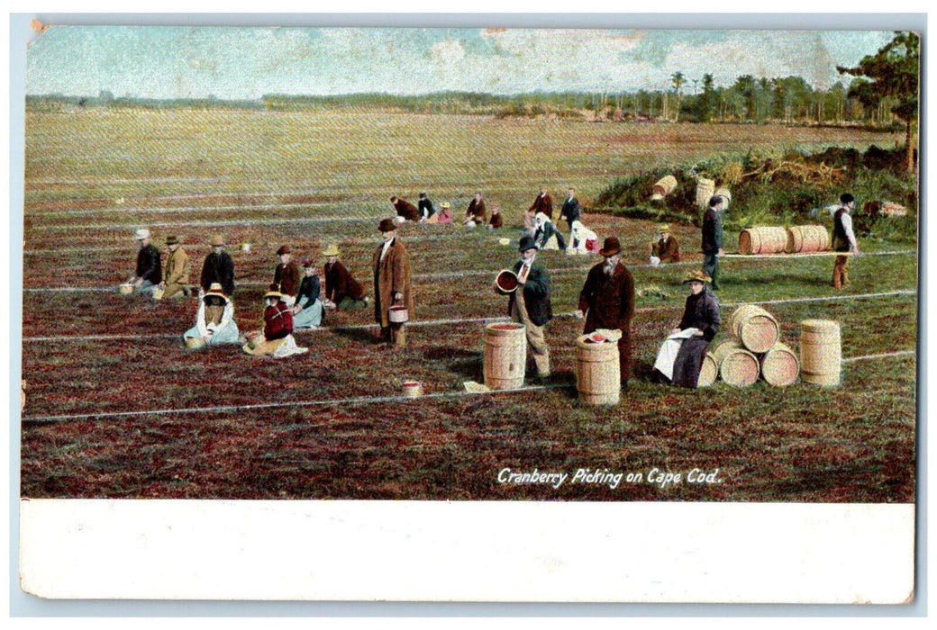 c1905 Cranberry Picking on Cape Cod Massachusetts MA Antique Postcard