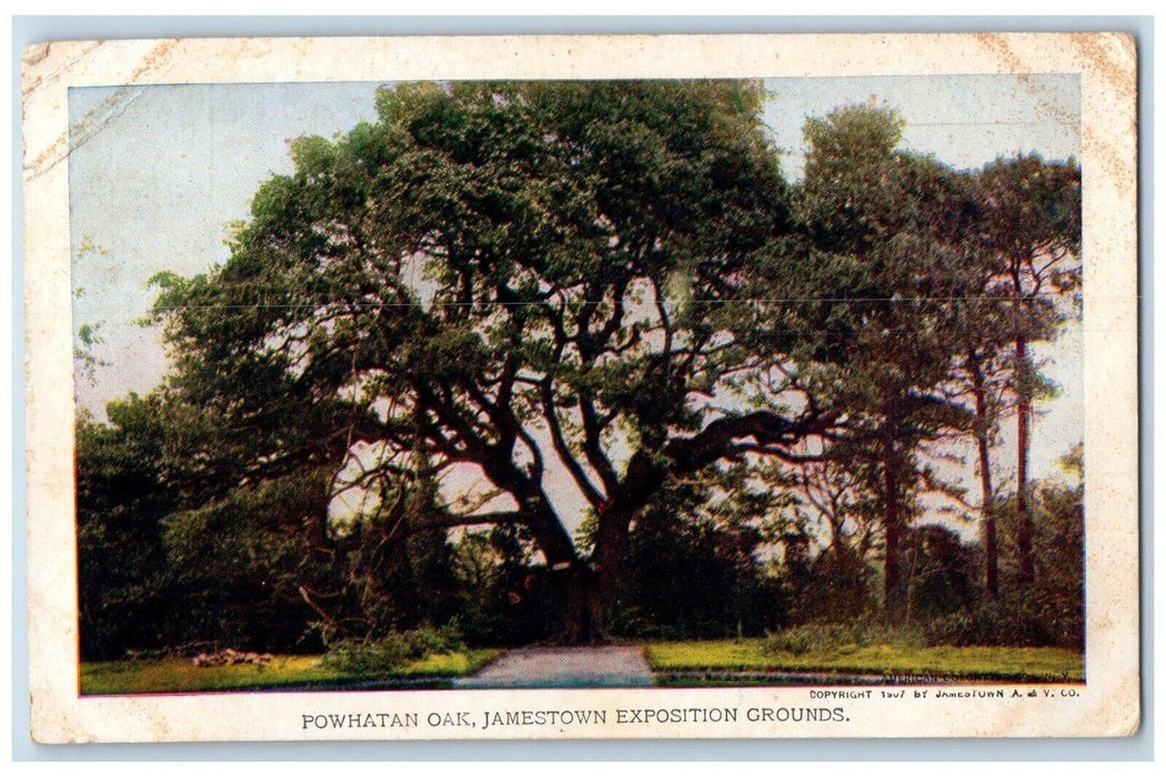 1907 Powhatan Oak Jamestown Exposition Grounds Old Tree Norfolk VA Postcard