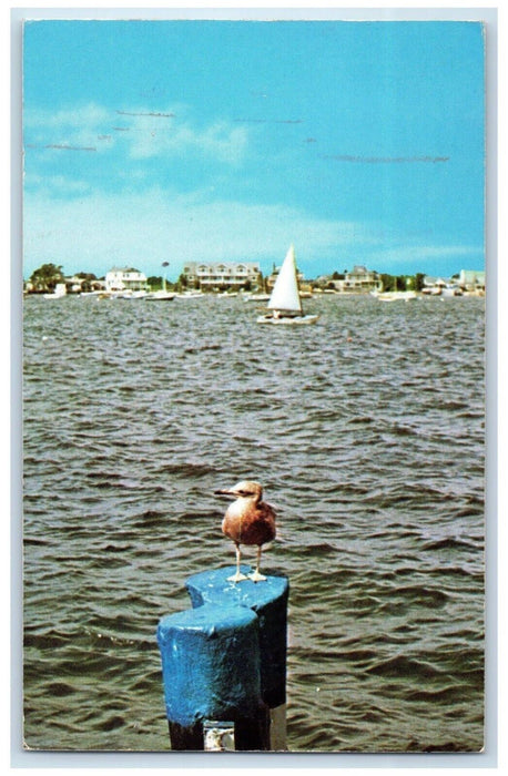 1954 Blue Perch Far-Away Island Sailboat Boat Nantucket Massachusetts Postcard