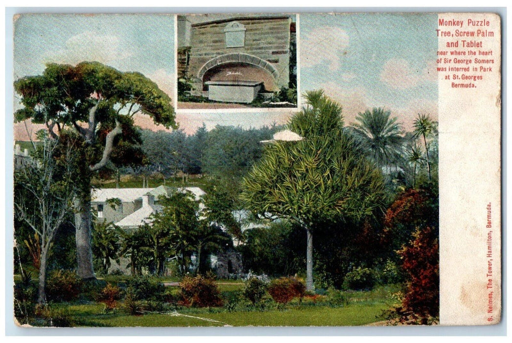 c1910 Monkey Puzzle Tree Screw Palm Tablet Park Saint George Bermuda Postcard