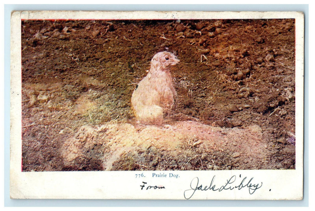 1907 Prairie Dog Standing, Boulder Colorado CO Antique Posted Postcard