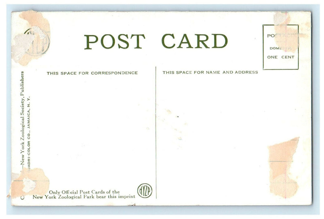 c1910 Nine Banded Armadillo Found in Texas, NY Zoological Park Postcard