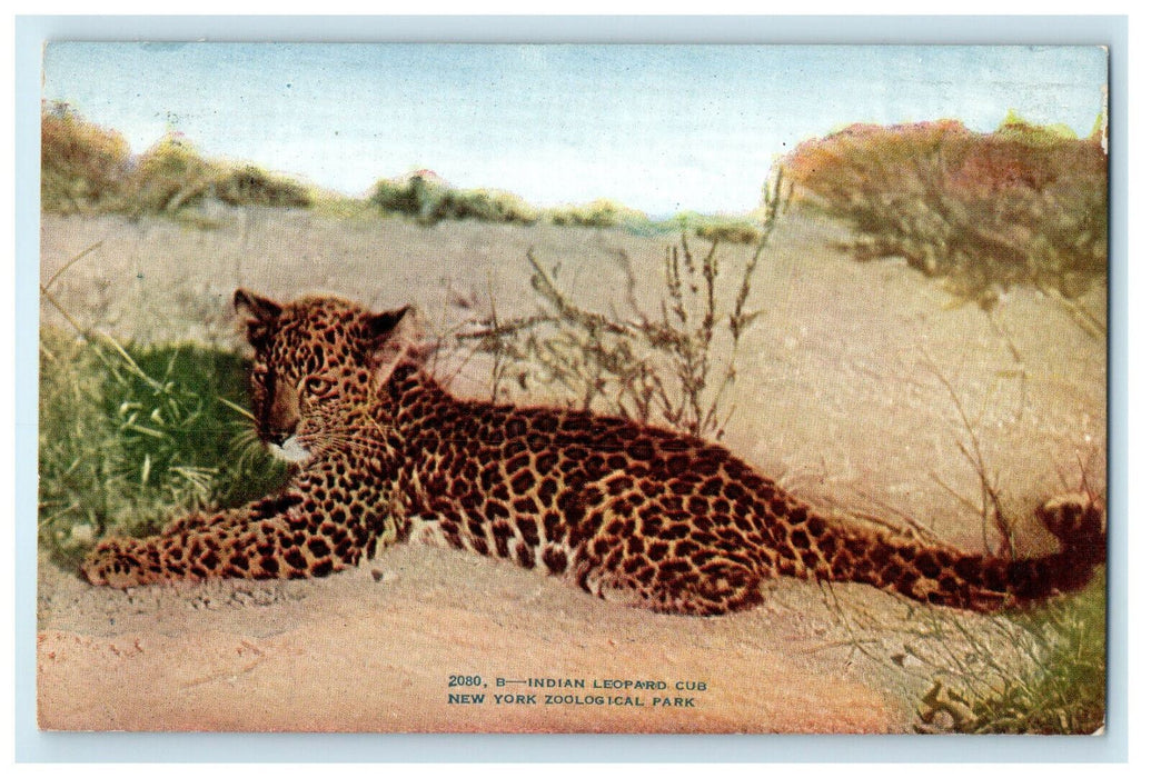 c1910 Indian Leopard Cub New York Zoological Park Unposted Antique Postcard