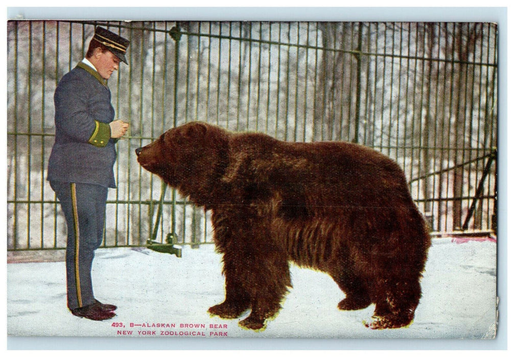 c1910 Alaskan Brown Bear New York Zoological Park Unposted Antique Postcard