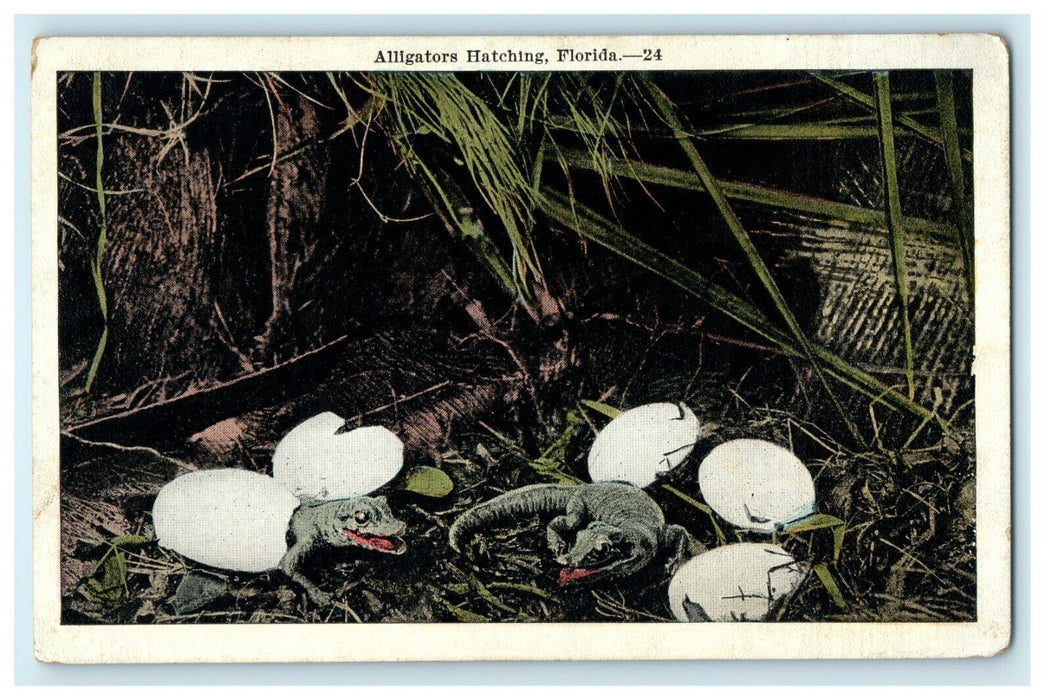 1912 Alligators Hatching, St Augustine. Florida FL Unposted Postcard