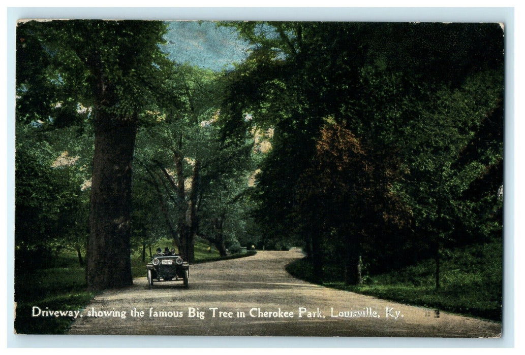 1930 Driveway Showing Big Tree, Cherokee Park, Louisville Kentucky KY Postcard