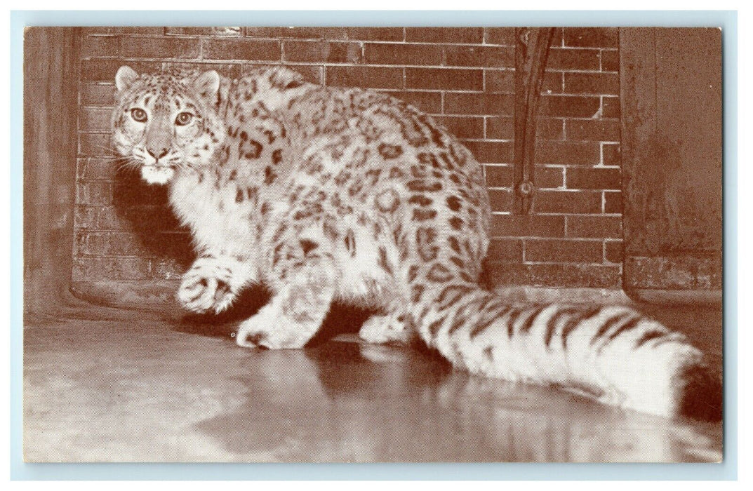 1935 Snow Leopard in Lincoln Park Zoo Chicago Illinois IL Antique Postcard