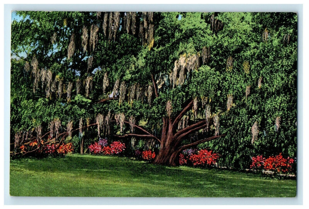 1911 The Ruskin Oak Old Spanish Trail Ocean Springs MS, Biloxi Postcard
