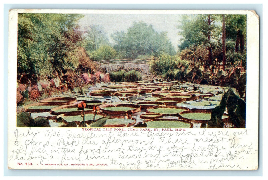 1906 Lilies and Leaves Growing in Como Park, St. Paul Minnesota MN Postcard