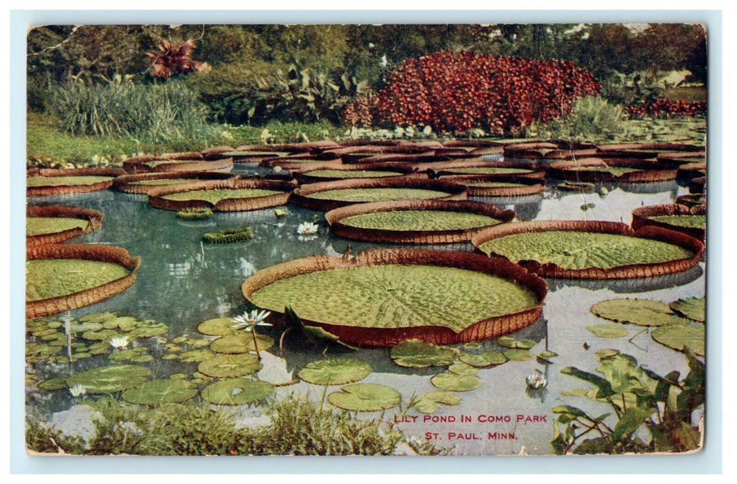 1908 Lilies Growing in Como Park, in St. Paul Minnesota MN Postcard