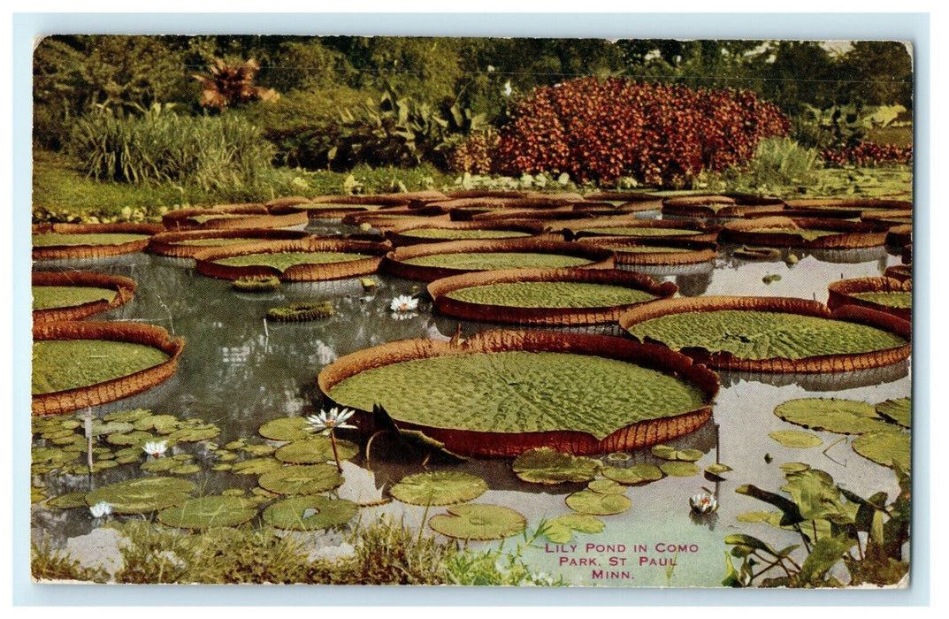 1912 Lilies and Flowers in Como Park, St. Paul Minnesota MN Postcard