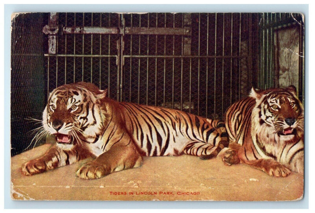 1910 Tigers In Lincoln Park Chicago Illinois IL, Animals Antique Postcard
