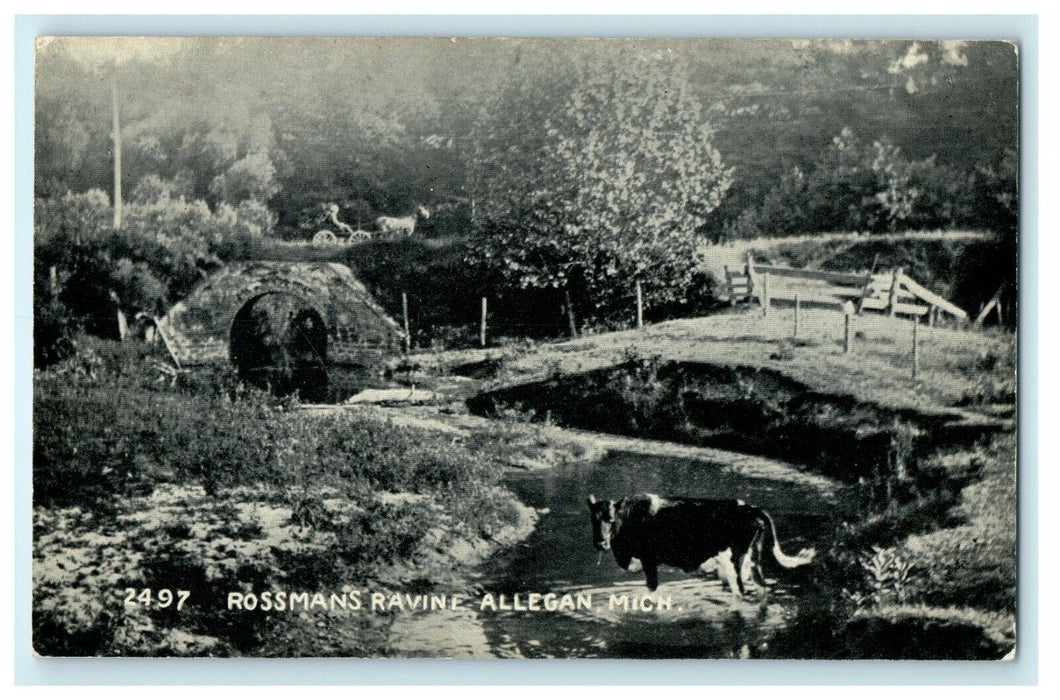 1911 Cow in Rossman's Ravine Allegan Michigan MI Antique Postcard