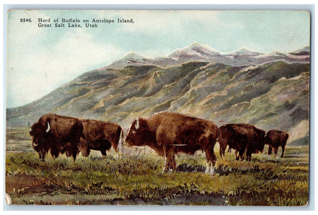 c1910 Herd of Buffalo on Antelope Island Great Salt Lake Utah UT Postcard