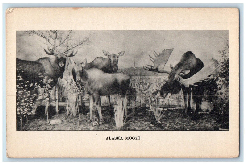1910 Alaska Moose Field Museum Natural History Chicago Illinois Vintage Postcard