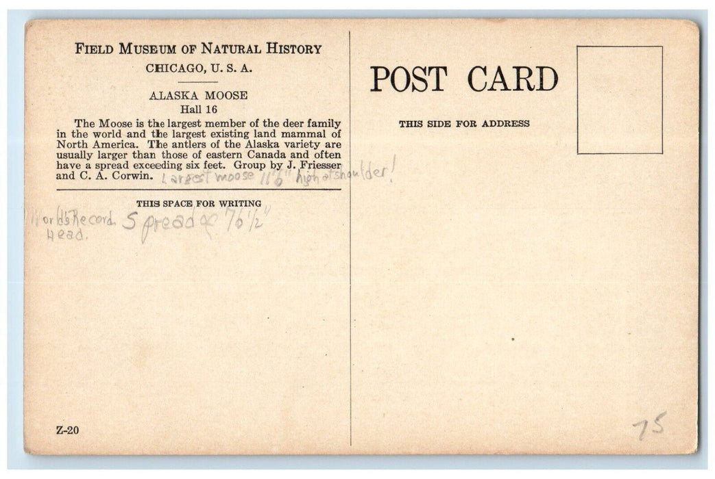 1910 Alaska Moose Field Museum Natural History Chicago Illinois Vintage Postcard