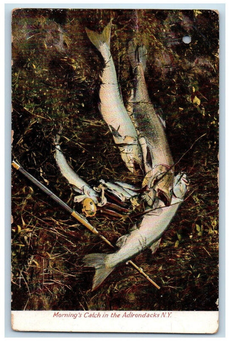 c1905 Morning's Catch In The Adirondacks New York NY, Fishes Antique Postcard