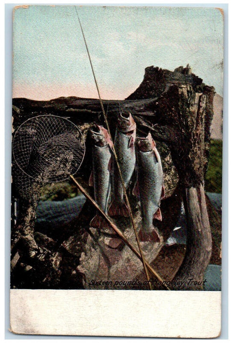 c1910's Sixteen Pounds Of Hangeley Trout Fishes Rangeley Maine ME Postcard