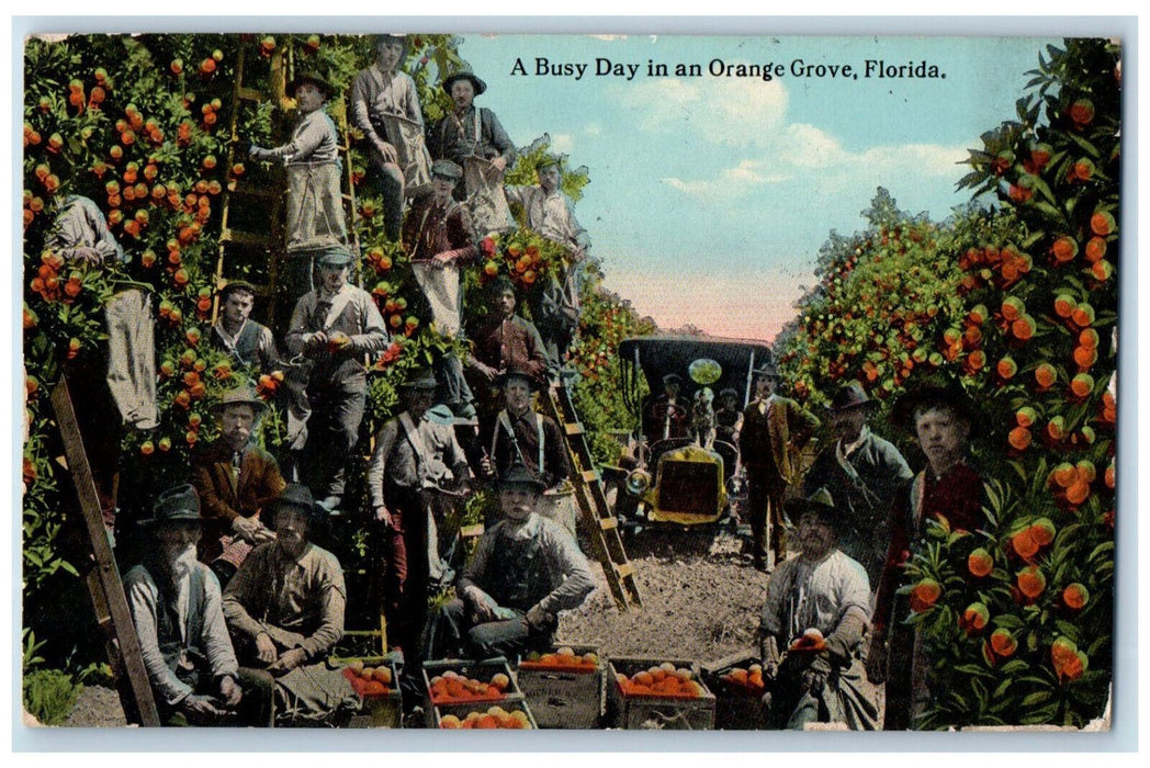 1916 Farmers Tractor A Busy Day in an Orange Grove Florida FL Postcard