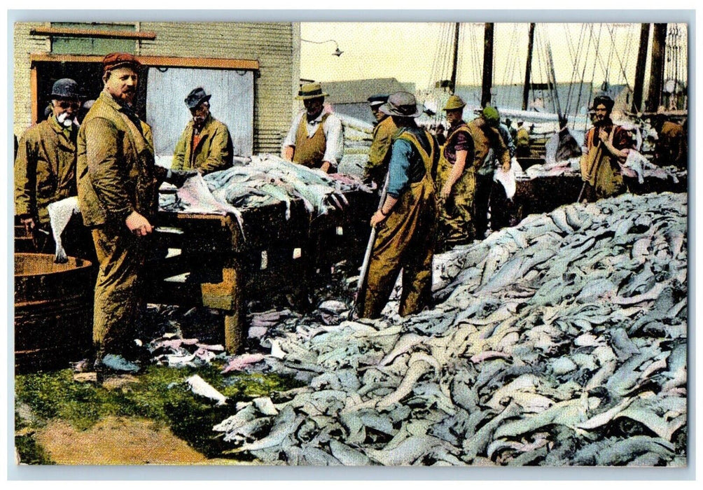 c1910's Splitting Fresh Fish At The Port Gloucester Massachusetts MA Postcard