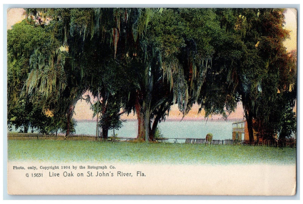 1904 Live Oak on St. John's River Florida FL Antique Rotograph Co. Postcard