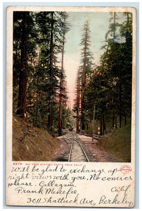 1908 Big Tree Station Santa Cruz California CA Detroit Publishing Co. Postcard